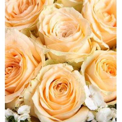 阳光海岸-19枝香槟玫瑰，白色石竹梅10枝