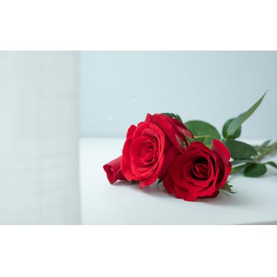 炙热-红玫瑰99枝