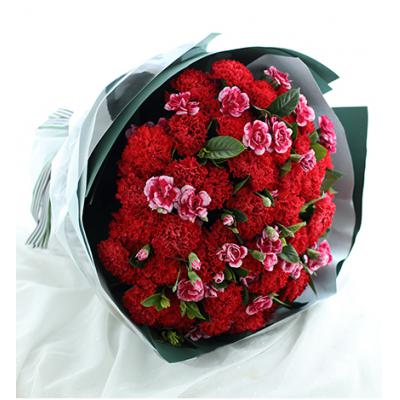 幸福万年长-红色康乃馨52枝，搭配白边紫色多头康乃馨15枝，栀子叶2扎