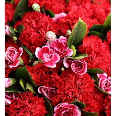 幸福万年长-红色康乃馨52枝，搭配白边紫色多头康乃馨15枝，栀子叶2扎