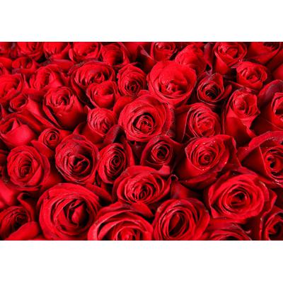 想你365天-365枝红玫瑰