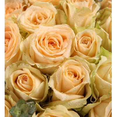 99的爱-香槟玫瑰99枝，尤加利15枝