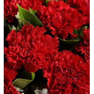 好想你-红色康乃馨12枝，白色相思梅2枝，栀子叶0.5扎