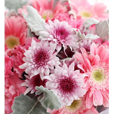 嫣然-粉色康乃馨19枝，粉色扶郎花5枝，紫色小雏菊3枝，银叶菊10枝