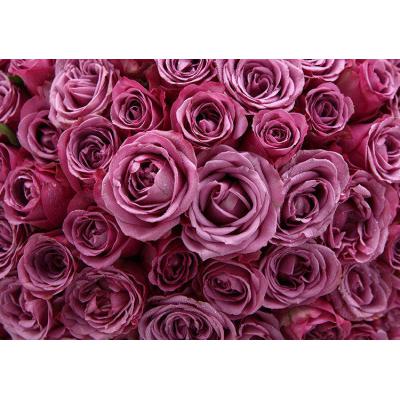 伴你久久-冷美人玫瑰99枝