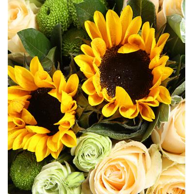 晴朗-香槟玫瑰11枝，向日葵2枝，绿色桔梗5枝，绿色小菊3枝，叶上花3枝