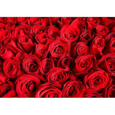 爱到永久-999枝红玫瑰