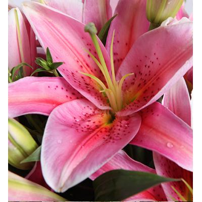 心花怒放-多头粉香水百合5枝，叶上花10枝