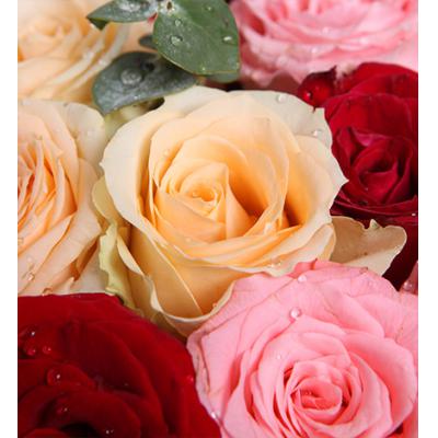 梦想缤纷-戴安娜粉玫瑰11枝,香槟玫瑰13枝,红玫瑰5枝，搭配适量绿叶