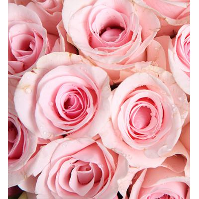 天使的心跳-粉佳人粉玫瑰19枝，粉色桔梗6枝