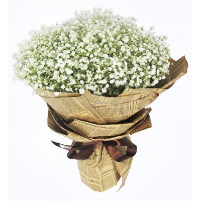 致青春-满天星一大扎