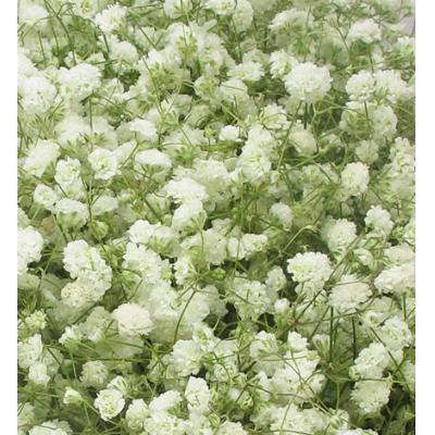 致青春-满天星一大扎