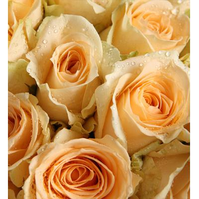 浪漫的味道-香槟玫瑰33枝，红豆3枝（如当地红豆缺货，用相思梅等其他寓意相近配材替代）