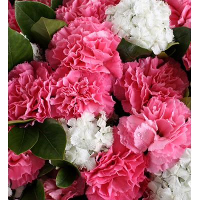 暖暖情意-粉色康乃馨66枝、栀子叶2扎、白色石竹梅0.5扎