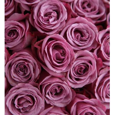 只对你有感觉-冷美人玫瑰50支