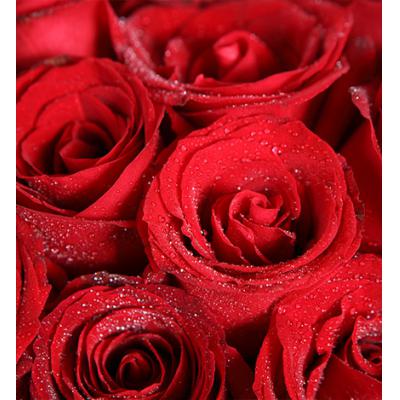 爱的诺言-红玫瑰19枝，白色腊梅2枝（如腊梅无货，则用白色石竹梅或满天星代替）