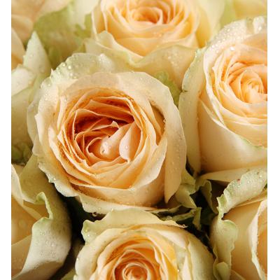 柔情似水-香槟玫瑰11枝，紫红色勿忘我0.3扎，栀子叶8枝