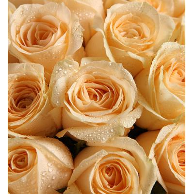 夏之物语-香槟玫瑰50枝，叶上花一扎