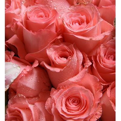 粉色女孩-戴安娜粉玫瑰29枝，多头粉色香水百合2枝，搭配白色桔梗2枝，叶上花5枝