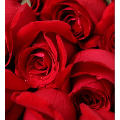 秘密花园-高档礼盒装鲜花:33枝红玫瑰，少量绿叶