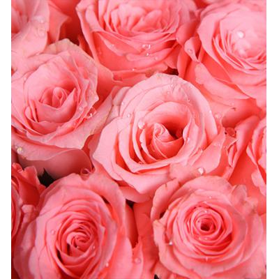 浪漫缤纷-戴安娜粉玫瑰50枝，石竹梅20枝