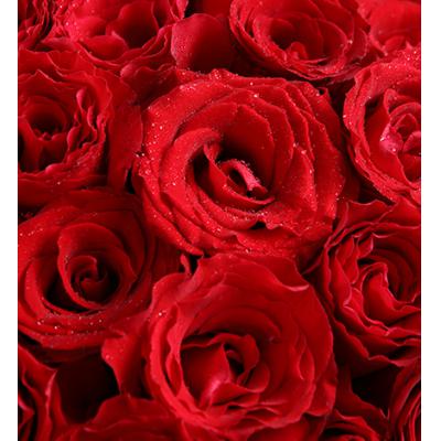 三生三世-33枝红玫瑰