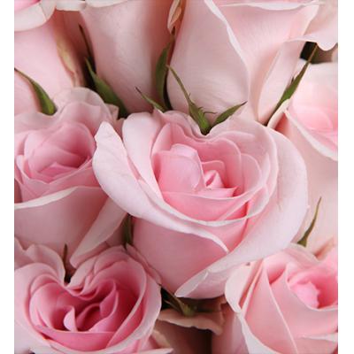 心有灵犀-精品粉玫瑰共29枝(粉佳人粉玫瑰17枝+水粉色苏醒玫瑰12枝)