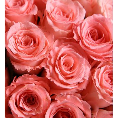 情有独钟-戴安娜粉玫瑰50枝，石竹梅20枝