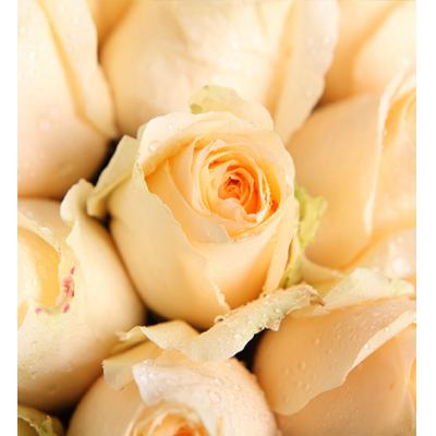 爱的华尔兹-香槟玫瑰33枝，叶上花10枝