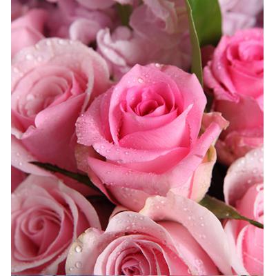 美丽心情-精品玫瑰系列：粉佳人粉玫瑰11枝，水粉色苏醒玫瑰3枝，粉色紫罗兰5枝（紫罗兰花期为12-4月，其他月份用粉色金鱼草或者粉色剑兰代替），搭配适量山苏叶、叶上花