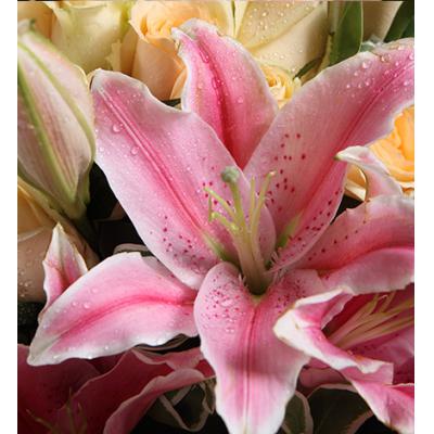 温暖的时光-香槟玫瑰29枝，多头粉色香水百合3枝，叶上花3枝