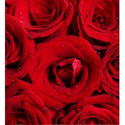 热恋-红玫瑰50枝，满天星0.5扎