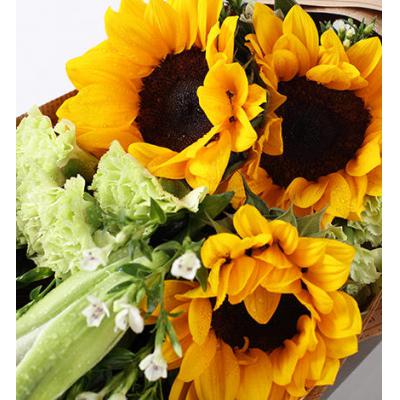 向阳的温暖--向日葵3枝，绿色康乃馨8枝，白百合2枝，栀子叶4枝，白色相思梅2枝