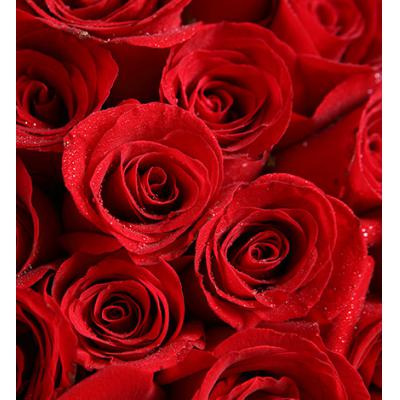 心上人-红玫瑰66枝，满天星0.5扎