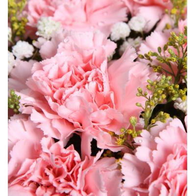 感恩密码-19枝粉康乃馨，满天星0.3扎，黄莺5枝