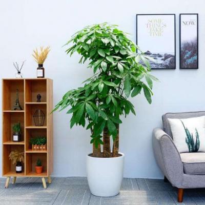 步步高升【三杆发财树】