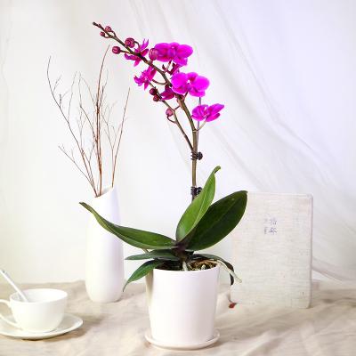 单株蝴蝶兰盆栽