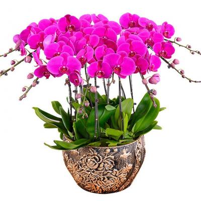 10株蝴蝶兰盆栽