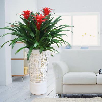 三株鸿运当头盆栽