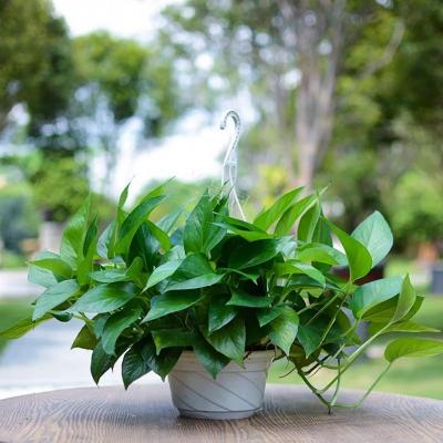 绿航绿萝盆栽（10盆起送）