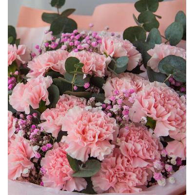 粉色康乃馨16枝、浅粉满天星3枝、尤加利10枝