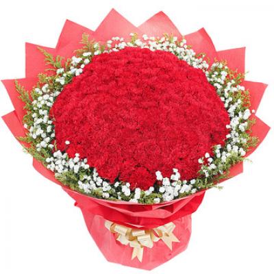 母爱无疆  99枝康乃馨，满天星、黄莺外围丰满点缀